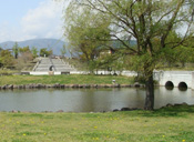 オアシス公園の樹木